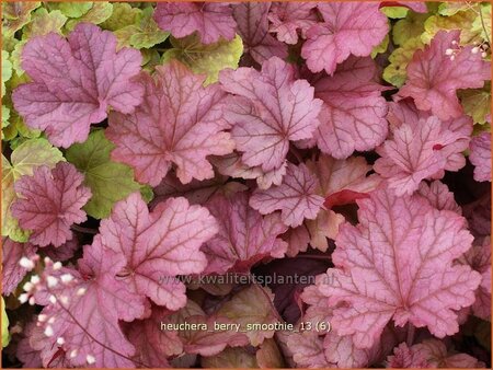 Heuchera &#39;Berry Smoothie&#39;