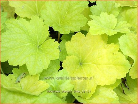 Heuchera &#39;Electric Lime&#39;