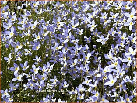 Houstonia caerulea &#39;Millard&#39;s Variety&#39;