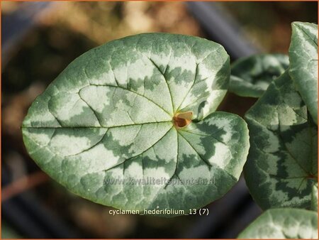 Cyclamen hederifolium