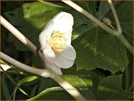 Podophyllum peltatum