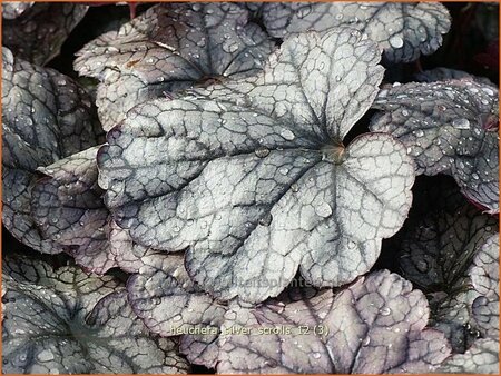 Heuchera &#39;Silver Scrolls&#39;