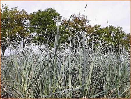 Sesleria nitida