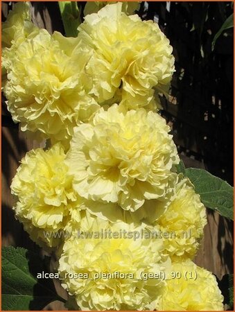 Alcea rosea &#39;Double Yellow&#39;