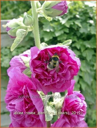 Alcea rosea &#39;Double Purple&#39;