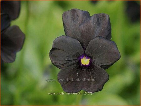 Viola cornuta &#39;Molly Sanderson&#39;