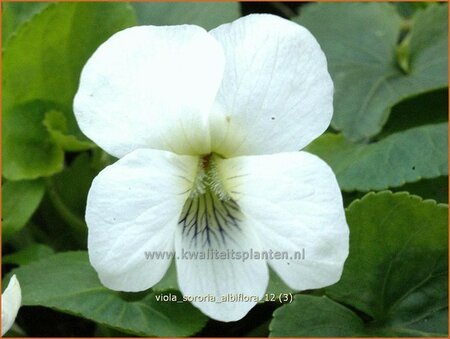 Viola sororia &#39;Albiflora&#39;