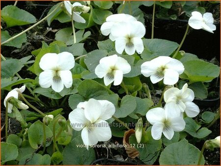 Viola sororia &#39;Albiflora&#39;