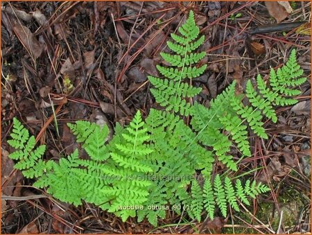 Woodsia obtusa