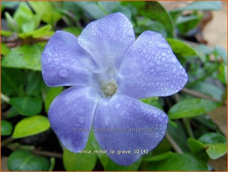 Vinca minor &#39;La Grave&#39;