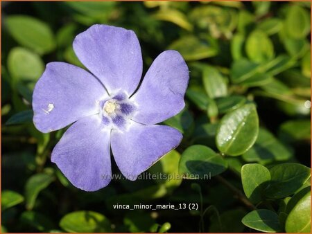 Vinca minor &#39;Marie&#39;