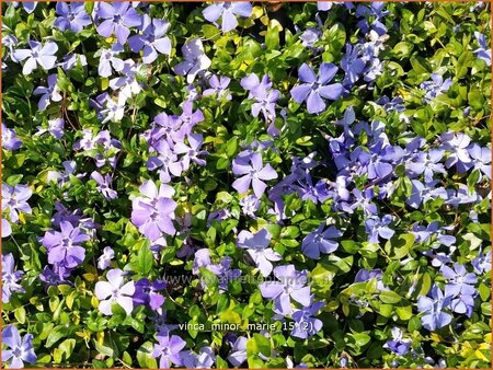 Vinca minor &#39;Marie&#39;