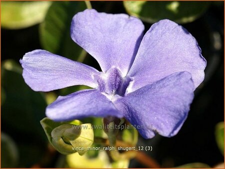 Vinca minor &#39;Ralph Shugert&#39;