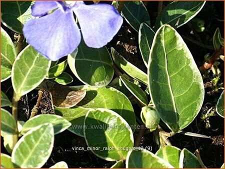 Vinca minor &#39;Ralph Shugert&#39;