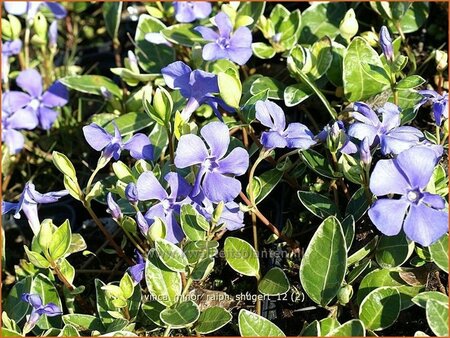 Vinca minor &#39;Ralph Shugert&#39;