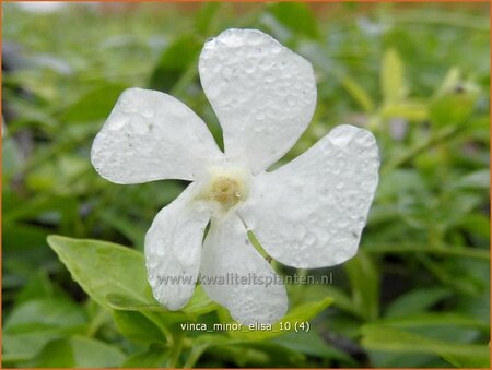 Vinca minor &#39;Elisa&#39;