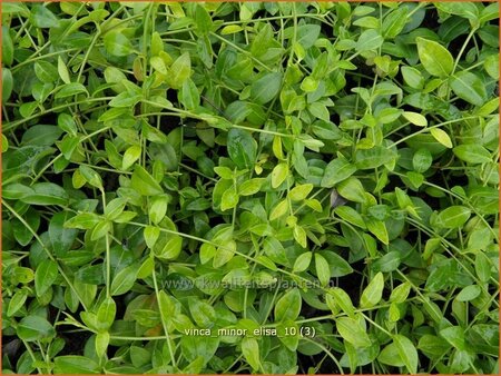 Vinca minor &#39;Elisa&#39;