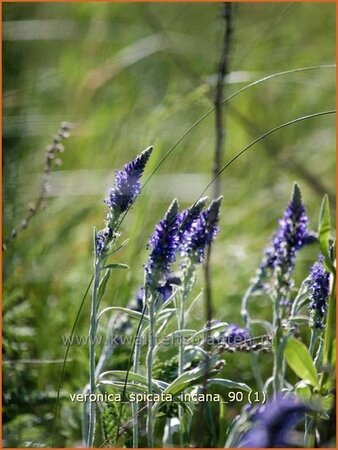 Veronica spicata incana