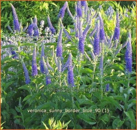 Veronica &#39;Sunny Border Blue&#39;