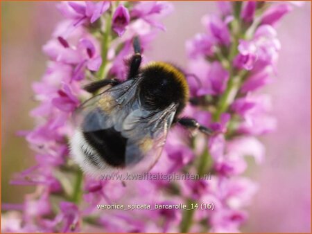 Veronica spicata &#39;Barcarolle&#39;