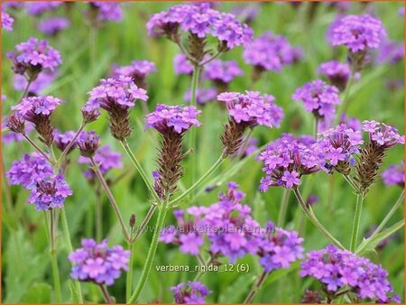 Verbena rigida