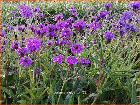 Verbena rigida