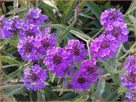 Verbena rigida