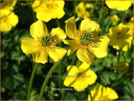 Trollius pumilus