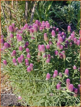 Trifolium rubens