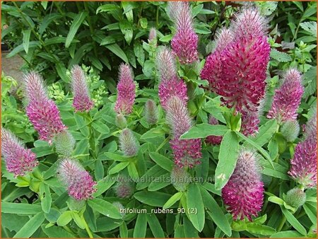 Trifolium rubens