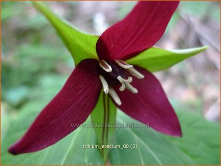 Trillium erectum