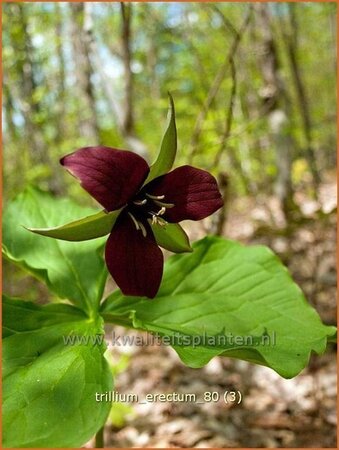 Trillium erectum