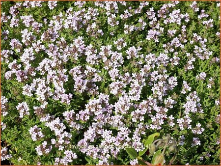 Thymus vulgaris &#39;Compactus&#39;