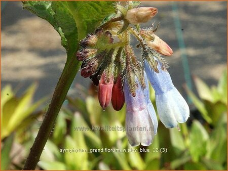 Symphytum grandiflorum &#39;Wisley Blue&#39;