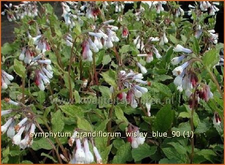 Symphytum grandiflorum &#39;Wisley Blue&#39;