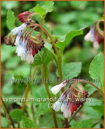 Symphytum grandiflorum &#39;Wisley Blue&#39;