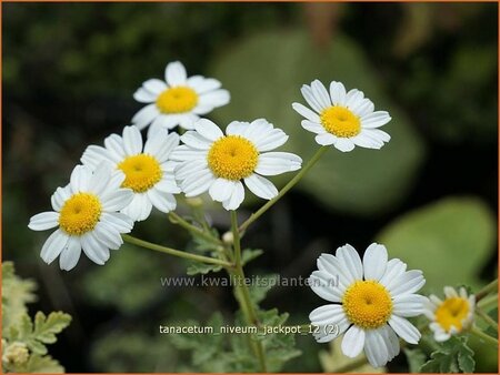 Tanacetum niveum &#39;Jackpot&#39;