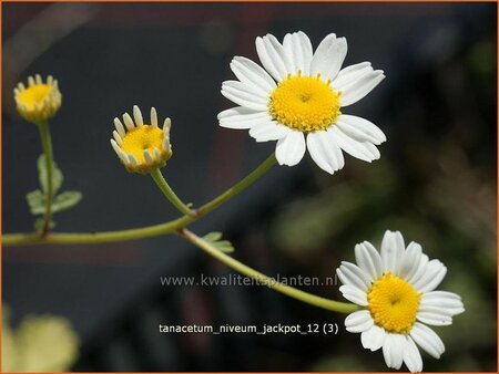 Tanacetum niveum &#39;Jackpot&#39;