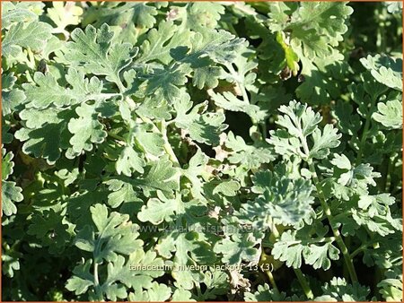 Tanacetum niveum &#39;Jackpot&#39;