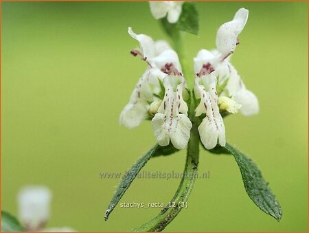 Stachys recta