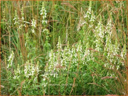 Stachys recta