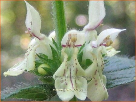 Stachys recta