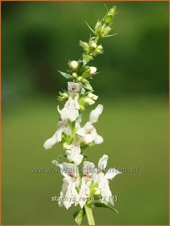 Stachys recta