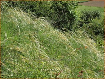 Stipa pulcherrima