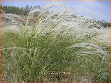 Stipa pulcherrima