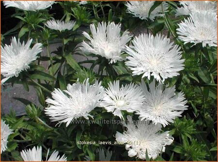 Stokesia laevis &#39;Alba&#39;