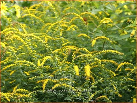 Solidago rugosa &#39;Fireworks&#39;