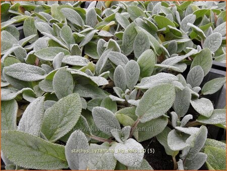 Stachys byzantina &#39;Big Ears&#39;