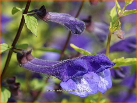 Scutellaria scordiifolia