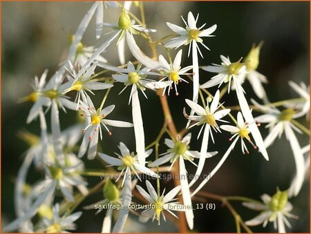 Saxifraga cortusifolia fortunei